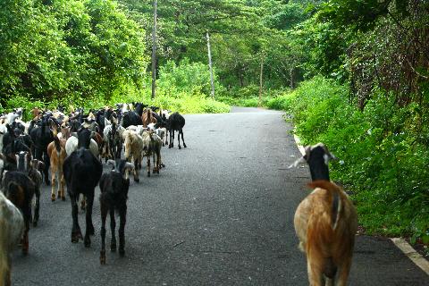 Goa in Pictures - Download Goa Photos